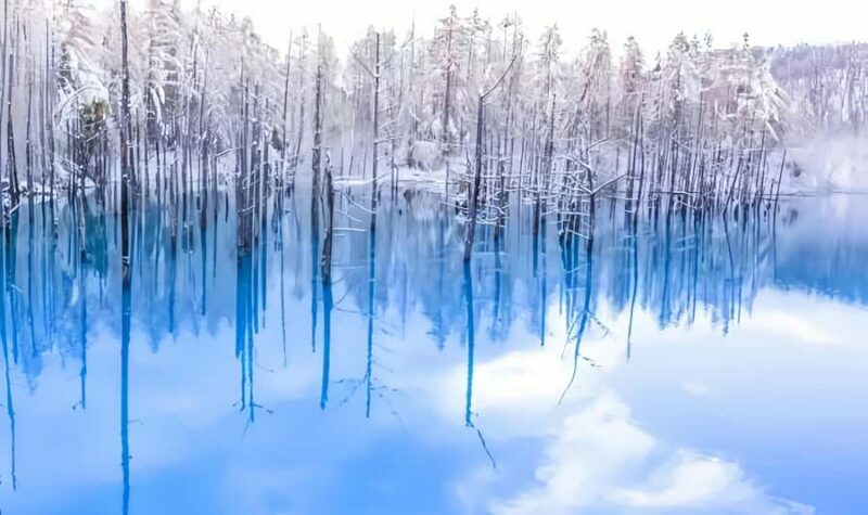 Sapporo:Asahiyama Zoo,Shirahige Waterfall&Blue Pond Day Trip - The Tree of Ken and Mary: A Regional Icon