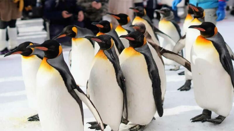 Sapporo:Asahiyama Zoo,Shirahige Waterfall&Blue Pond Day Trip - Ningle Terrace: A Fairy-Tale Ending?