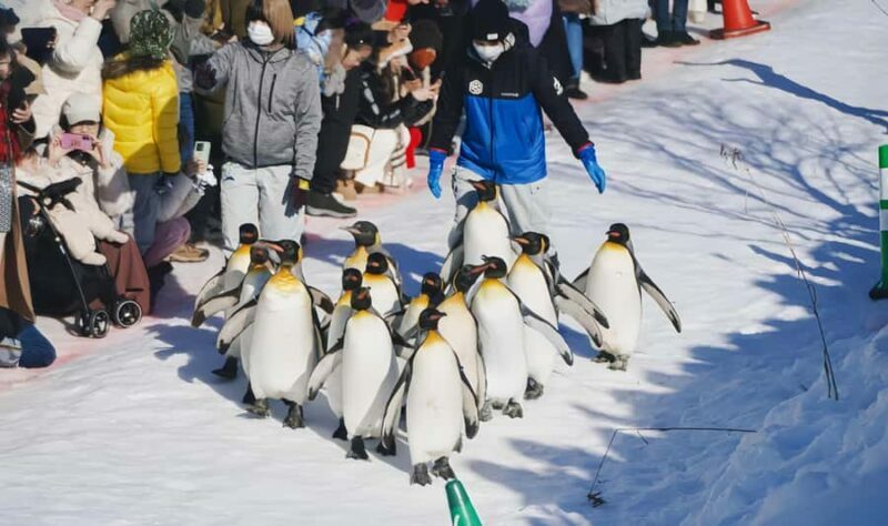 Sapporo:Asahiyama Zoo,Shirahige Waterfall&Blue Pond Day Trip - Wrap-Up and Return to Sapporo