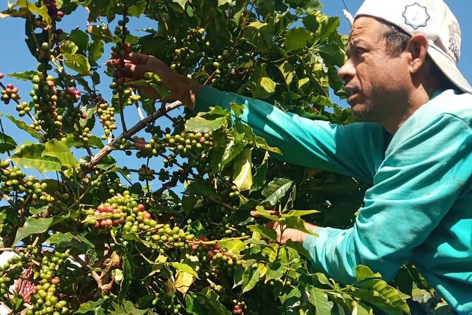Sarangkot Village Coffee Culture and Authentic Local Life Tour - Inclusions and Logistics