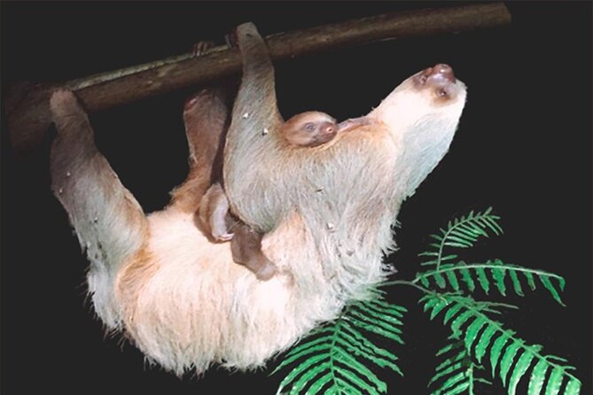 Sarapiqui Rain Forest Night Walk - Immerse in Tropical Rainforest Wonders