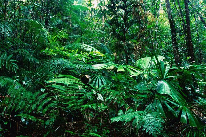 Sarapiqui River Cruise & Rainforest Walk. Private Tour - Cancellation and Booking