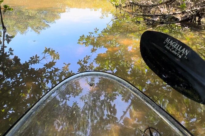 Sarasota Clear Kayak Tour - Customer Feedback