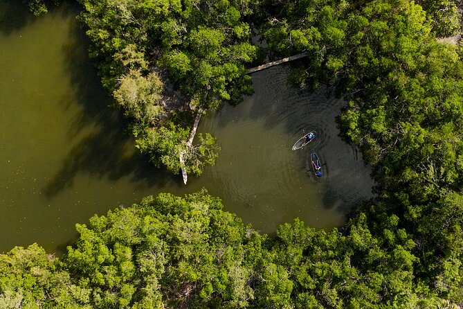 Sarasota Clear Kayak Tour - Exploring Mangroves