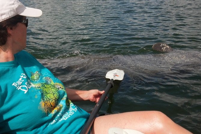 Sarasota Guided Mangrove Tunnel Kayak Tour - Just The Basics