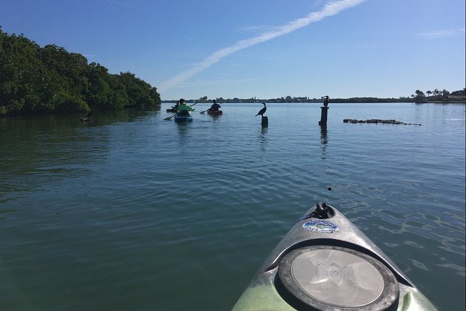 Sarasota Guided Mangrove Tunnel Kayak Tour - Wildlife Sightings