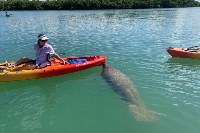 Sarasota Mangrove Tunnel Guided Kayak Adventure - Additional Information