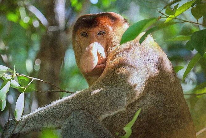 Sarawak Bako National Park Tour : Pristine Rainforest Jungle - Key Points