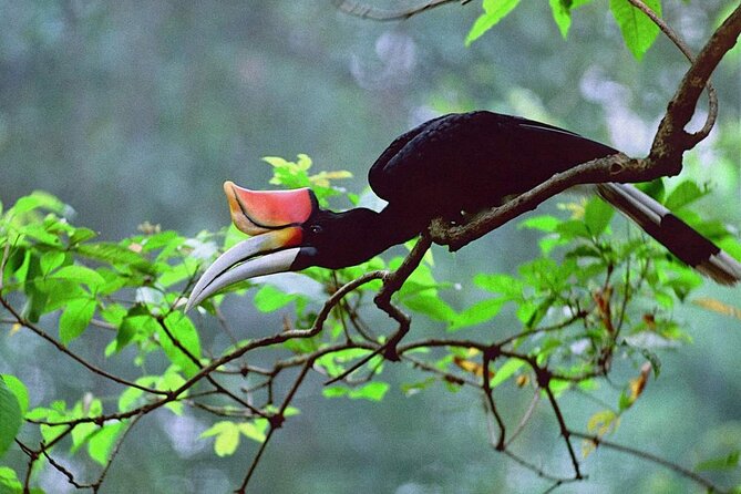 Sarawak Bako National Park Tour : Rainforest Flora & Fauna - Tour Timing and Accessibility