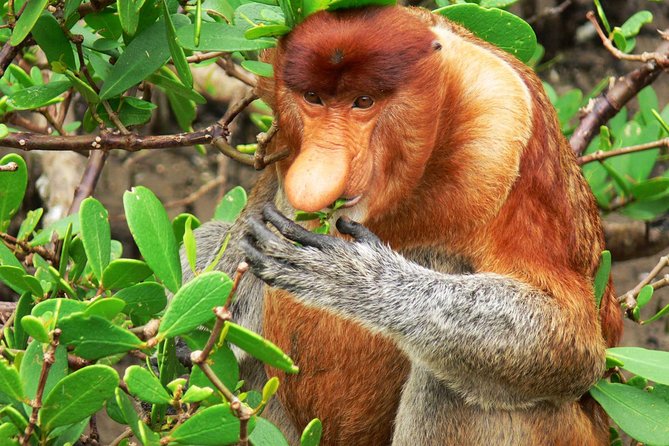 Sarawak Bako National Park Tour : Rainforest Flora & Fauna - Door-to-Door Transfers and Lunch