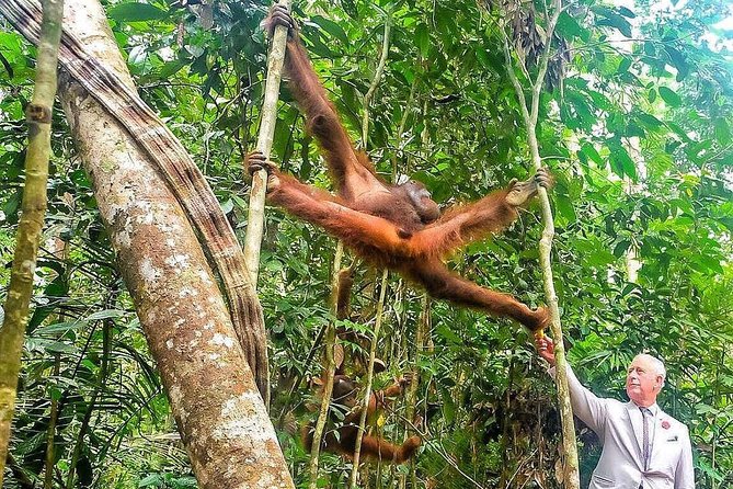 Sarawak Orangutan Semenggoh Wildlife Centre Tour - Rehabilitation and Population Insights