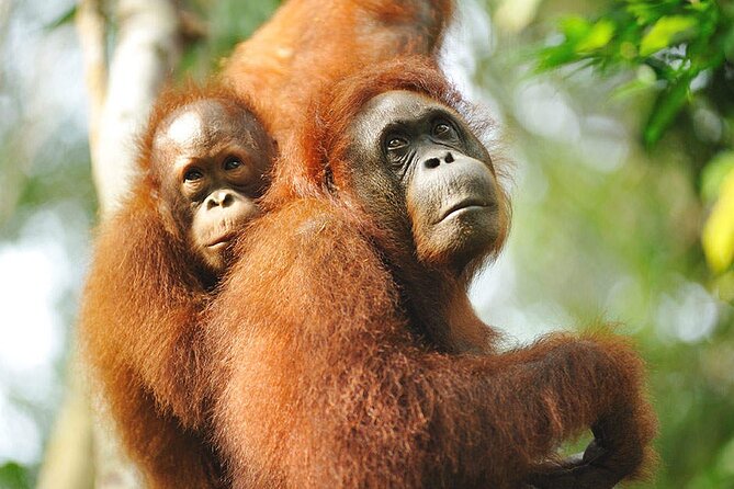 Sarawak Orangutan Semenggoh Wildlife Centre Tour - Optimal Viewing Conditions