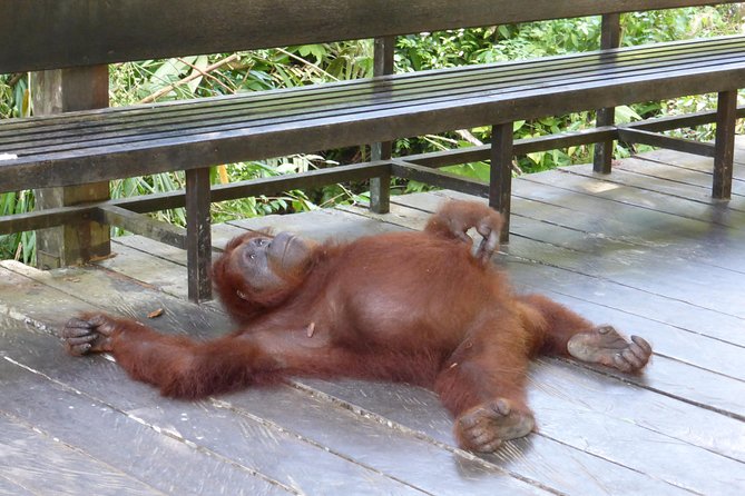 Sarawak Orangutan Semenggoh Wildlife Centre Tour - Visitor Tips and Recommendations