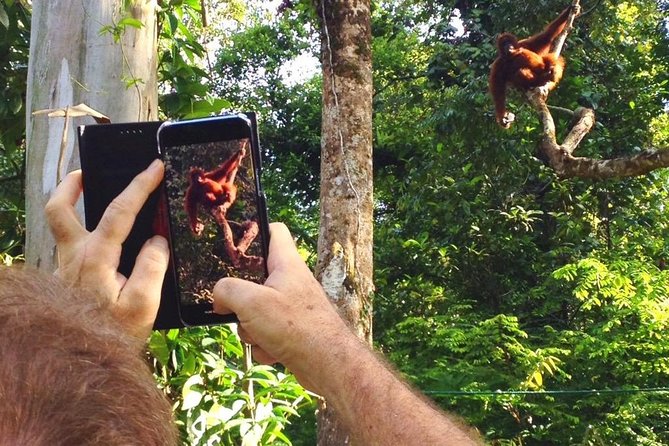 Sarawak Orangutan Semenggoh Wildlife Centre Tour - Traveler Experiences and Sentiments