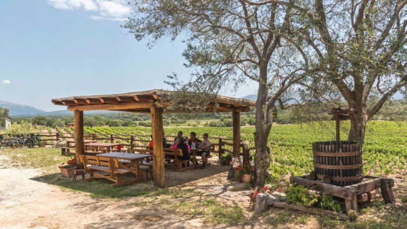 Sardinia: Dorgali Winery Tour With Tasting and Local Guide - Key Points