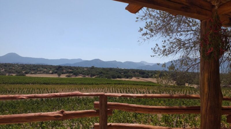 Sardinia: Dorgali Winery Tour With Tasting and Local Guide - Wines and Local Products