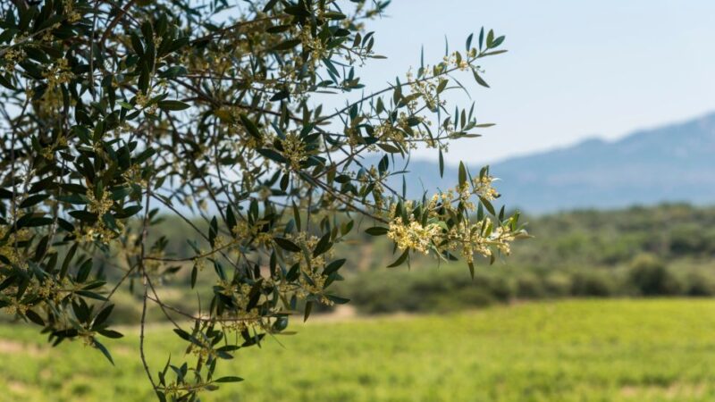 Sardinia: Dorgali Winery Tour With Tasting and Local Guide - Winemaking Processes