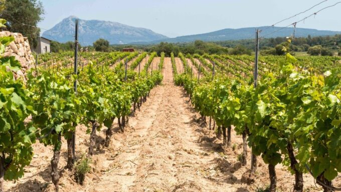Sardinia: Dorgali Winery Tour With Tasting and Local Guide - Participant Suitability