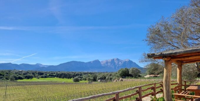 Sardinia: Dorgali Winery Tour With Tasting and Local Guide - Customer Feedback