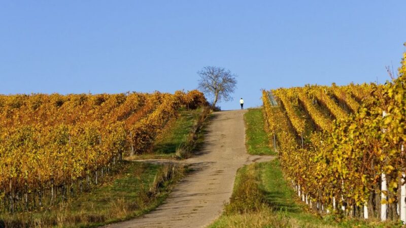 Sardinia: Food and Wine Tour by Tuk Tuk or Minivan - Scenic Drives and Stops