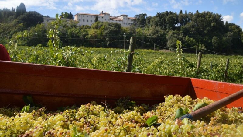 Sardinia: Food and Wine Tour by Tuk Tuk or Minivan - Winery Visit and Tasting