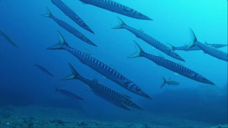 Sardinia, La Maddalena Archipelago: First Dive Experience - Scenic Boat Ride to Secluded Cove