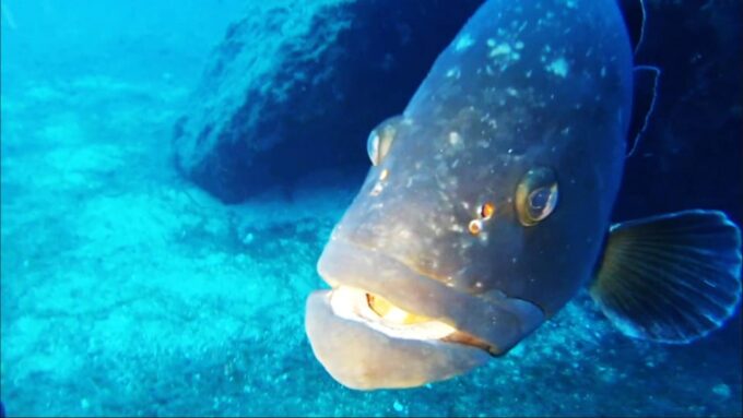 Sardinia, La Maddalena Archipelago: First Dive Experience - Important Considerations