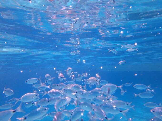 Sardinia: Tavolara Boat Tour With Snorkeling - Frequently Asked Questions