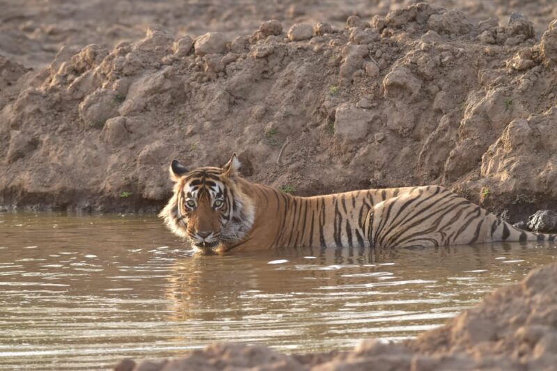 Sariska : Private Guided Tiger Safari in Gypsy - Key Points