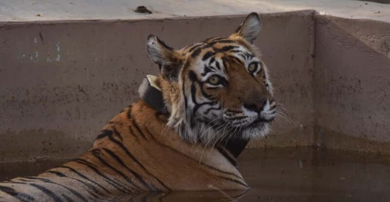 Sariska : Private Guided Tiger Safari in Gypsy - Pricing and Packages