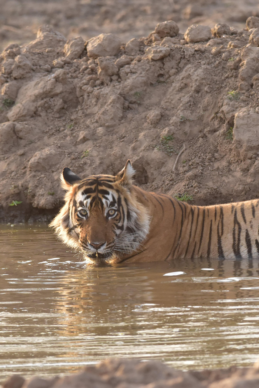 Sariska : Private Guided Tiger Safari in Gypsy - Wildlife Sightings