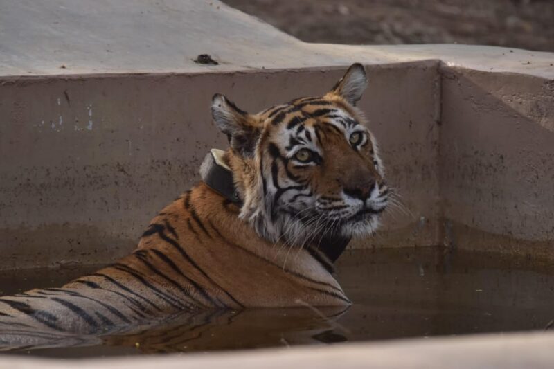 Sariska : Private Guided Tiger Safari in Gypsy - Itinerary and Meeting Point