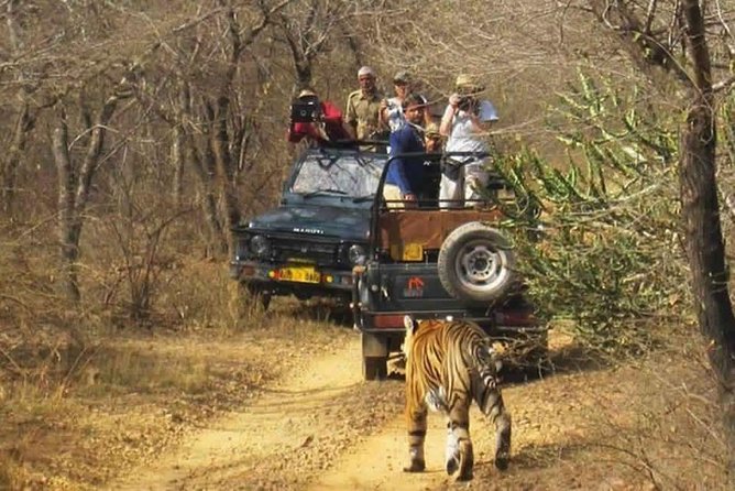 Sariska Tiger Reserve Safari Tour From Jaipur - Seasonal Safari Timings