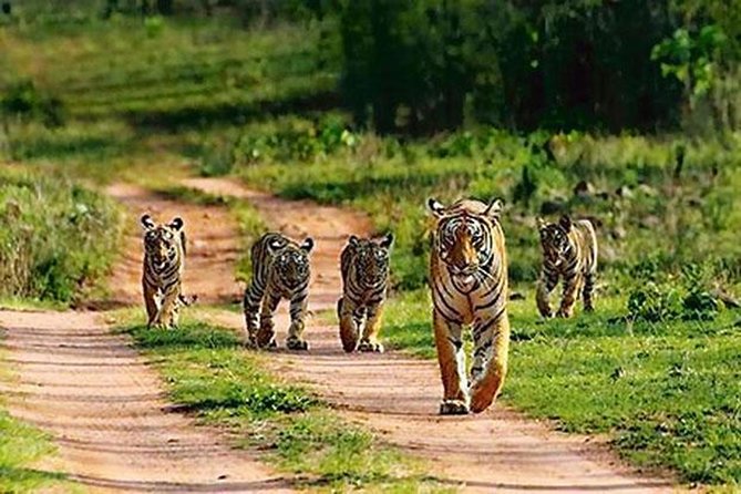 Sariska Wild Life Tour By Private Car With Jungle Safari Gypsy - Key Points
