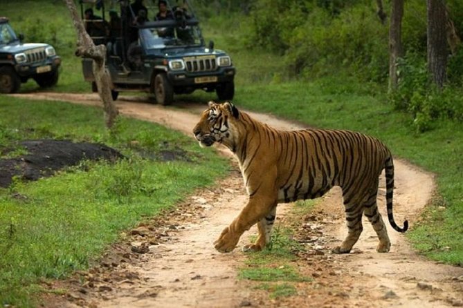 Sariska Wild Life Tour By Private Car With Jungle Safari Gypsy - Inclusions