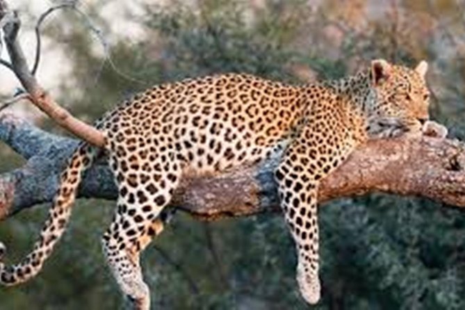 Sariska Wild Life Tour By Private Car With Jungle Safari Gypsy - Pickup Information