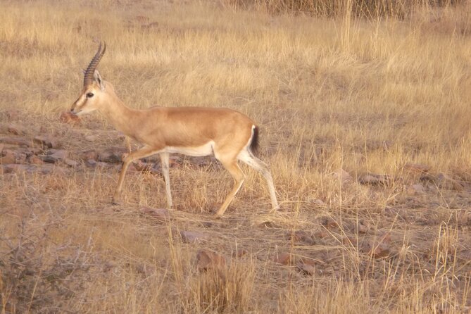 Sariska Wild Life Tour By Private Car With Jungle Safari Gypsy - Health and Safety Guidelines