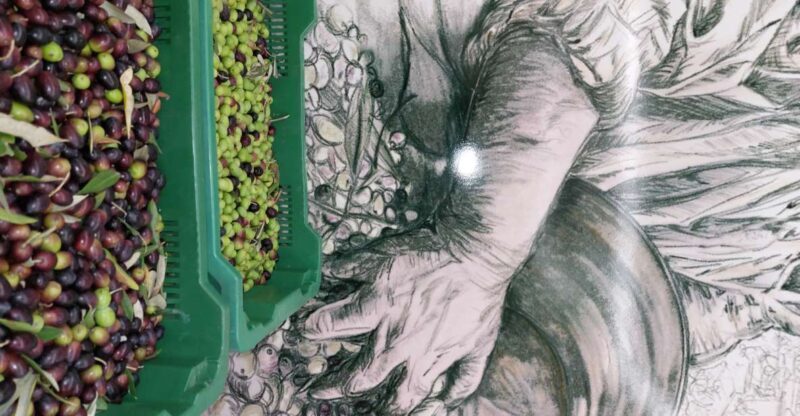 Sarteano: Visit to the Mill and Oil Tasting - Guided Tour of the Oil Mill