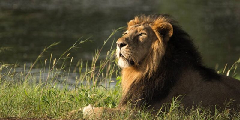 Sasan Gir: Devalia Park Safari With Skip-The-Line Access - Key Points