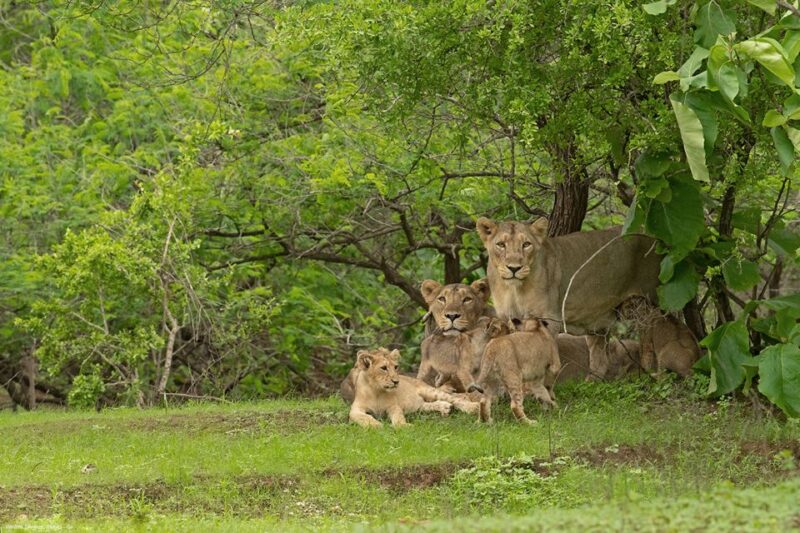 Sasan Gir: Devalia Park Safari With Skip-The-Line Access - Safari Experience