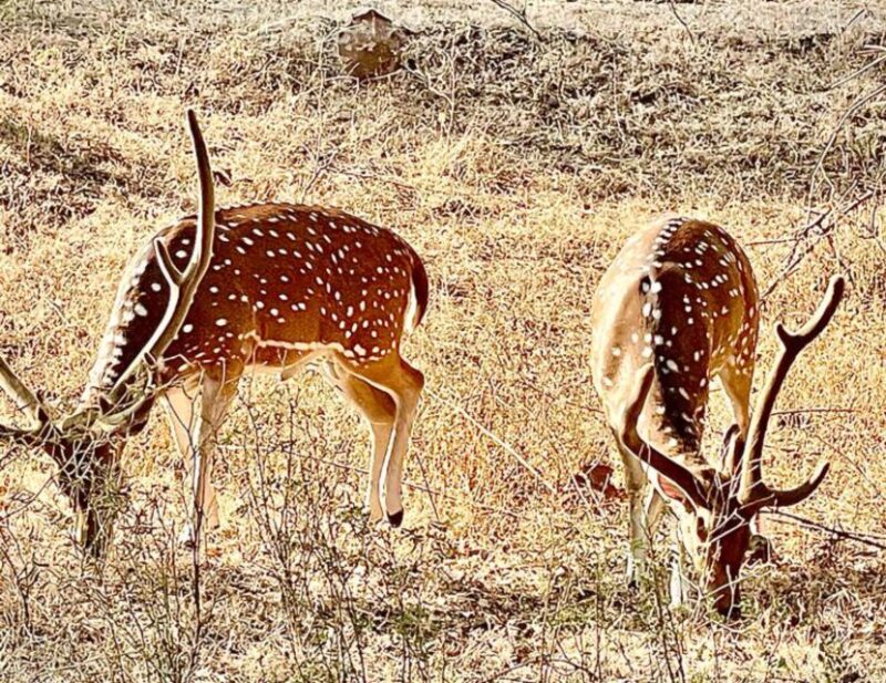 Sasan Gir: Devalia Park Safari With Skip-The-Line Access - Booking and Pricing