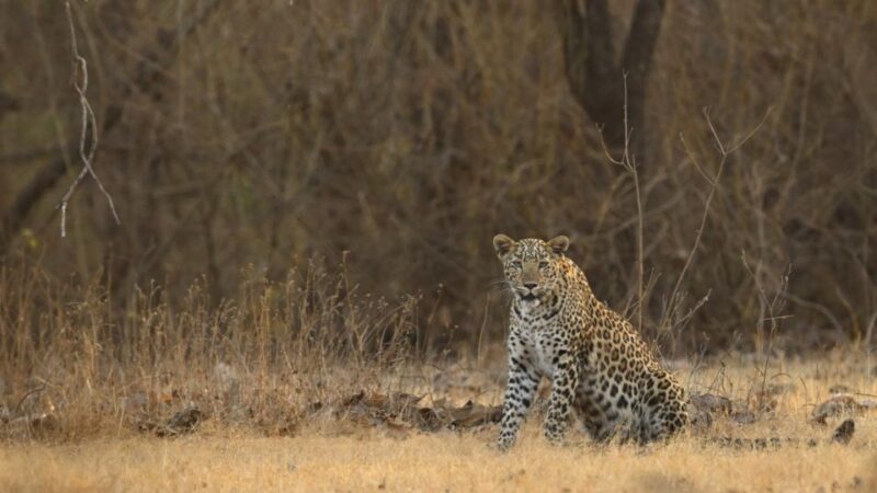 Sasan Gir: Devalia Park Safari With Skip-The-Line Access - Important Guidelines
