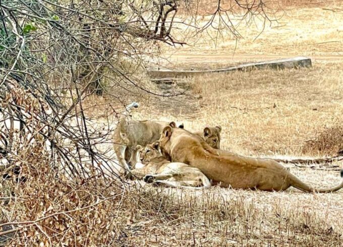 Sasan Gir: Devalia Park Safari With Skip-The-Line Access - Wildlife Photography Opportunities