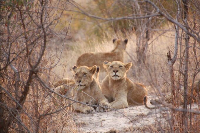 Sasan Gir: Devalia Park Safari With Skip-The-Line Access - Frequently Asked Questions
