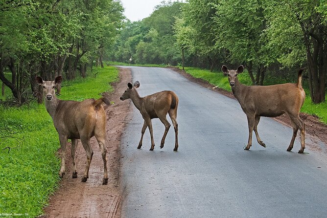 Sasan Gir Skip-the-Line Weekend Tour Package for 1 Night / 2 Days - Accessibility and Suitability