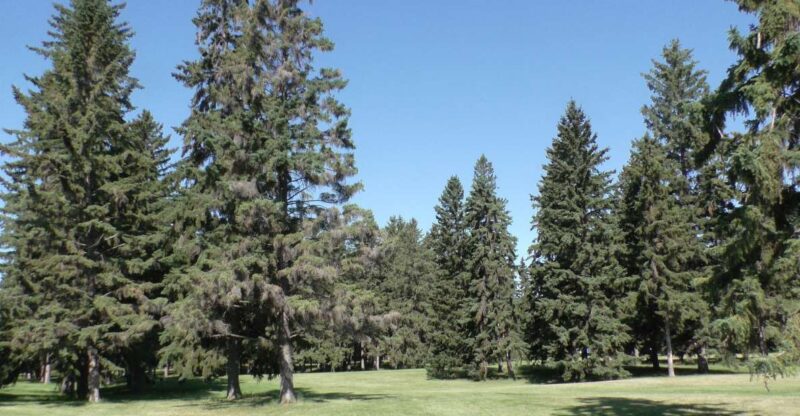 Saskatoon: Birdwatching Tour in President Murray Park - Experience Highlights