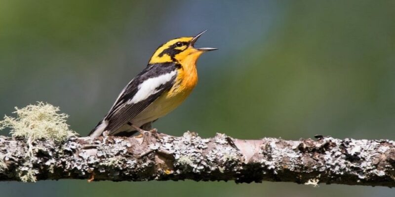 Saskatoon: Birdwatching Tour in President Murray Park - What to Bring and Important Notes