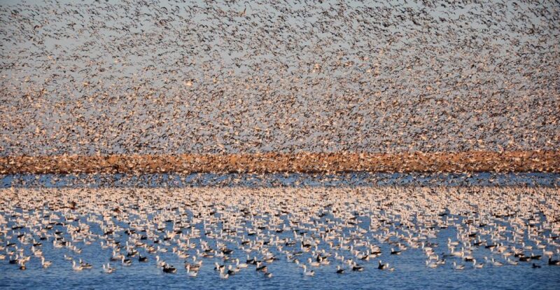 Saskatoon, Canada: 8-Hour Tour to View Whooping Cranes - Key Points