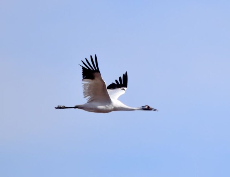 Saskatoon, Canada: 8-Hour Tour to View Whooping Cranes - Experience Highlights