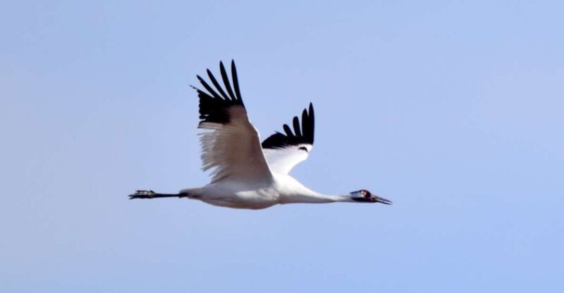 Saskatoon, Canada: 8-Hour Tour to View Whooping Cranes - Tour Logistics